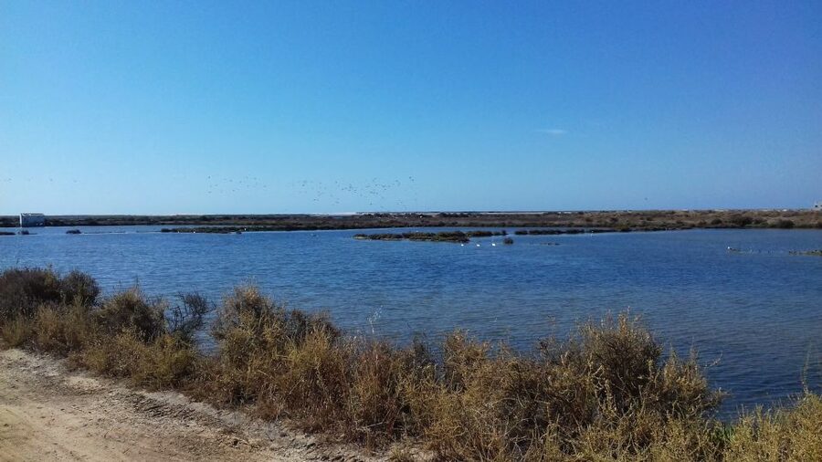 Faro Bike Tour through the Beautiful Ria Formosa - Key Points Before You Book