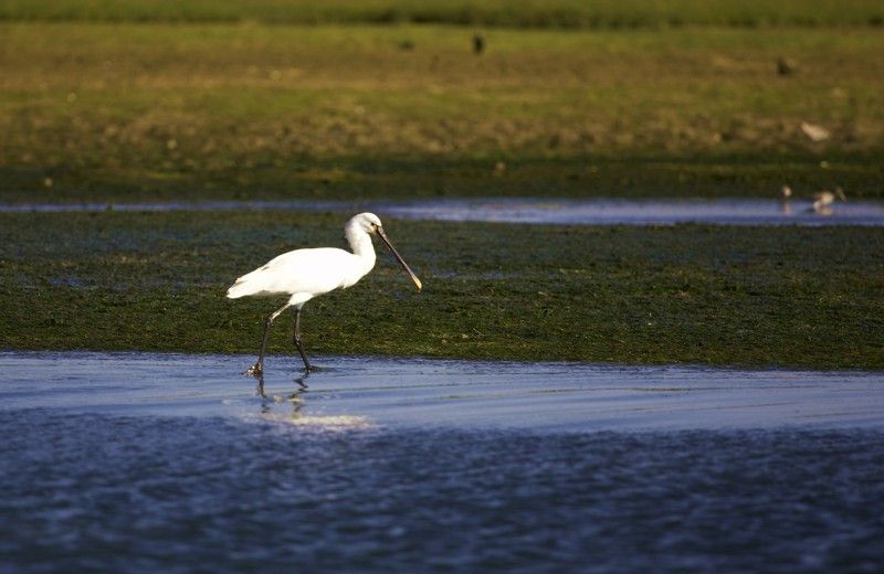 Faro Bike Tour through the Beautiful Ria Formosa - What the $58 Price Really Buys You