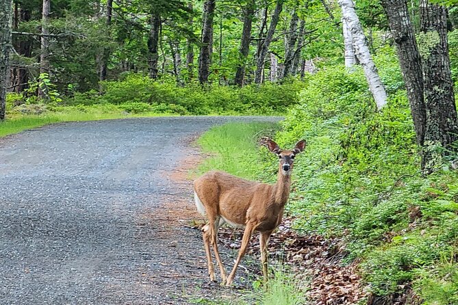 Fat Tire E-Bike Rental in Bar Harbor - The price and what you receive for it