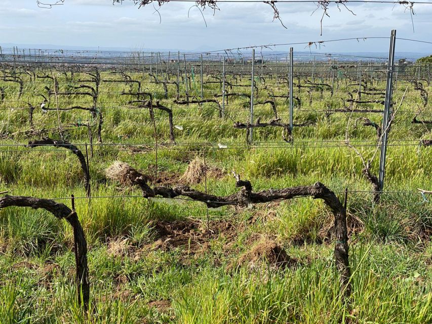 Frascati: Tour in E-Bike with Wine Tasting - Key points to know before you book