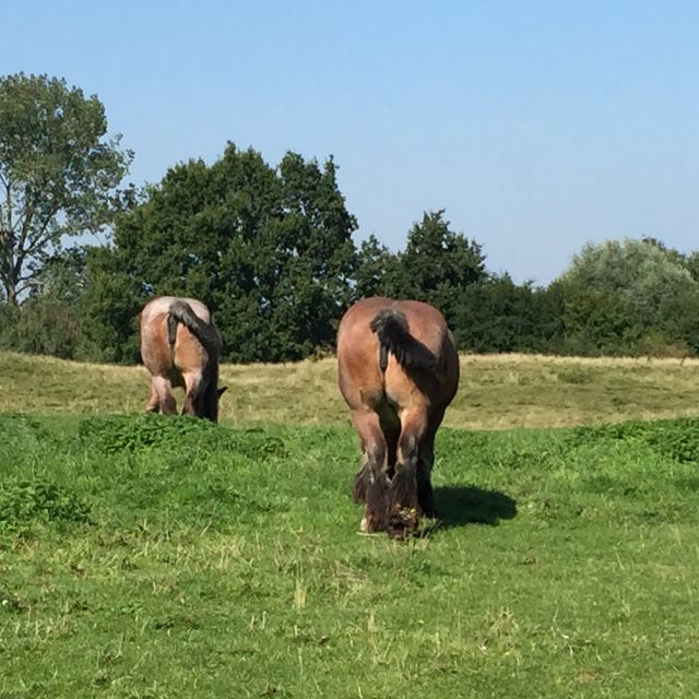 From Bruges: Family-Friendly Countryside Guided Bike Tour - Leaving Bruges by Bicycle