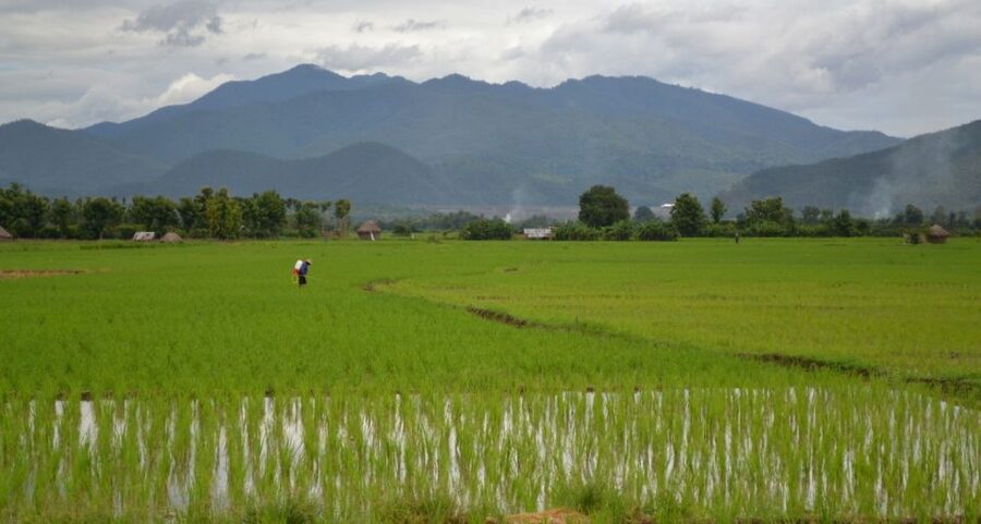 From Chiang Mai: Mae Taeng Valley and Waterfalls Cycle Tour - A proper Thai lunch in a tropical garden