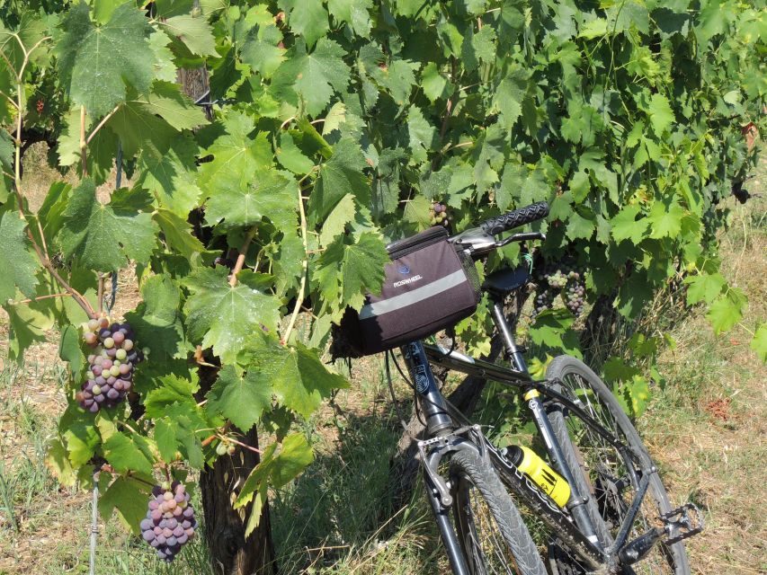 From Florence: Tuscan Hills Biking with Farm Tour and Lunch - The family farm in Chianti Classico