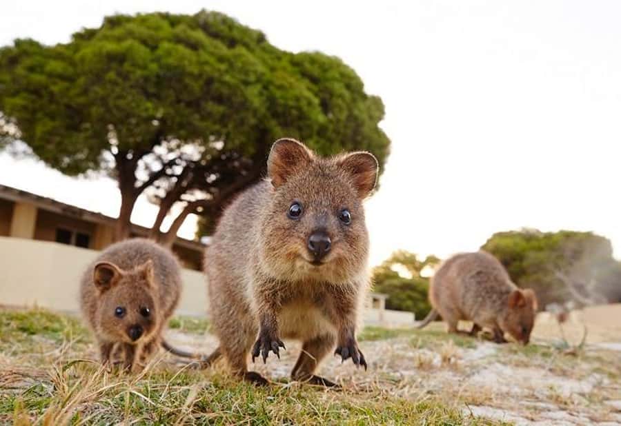 From Fremantle: Rottnest Island Ferry and Bike Day Tour - Your first ride from the jetty