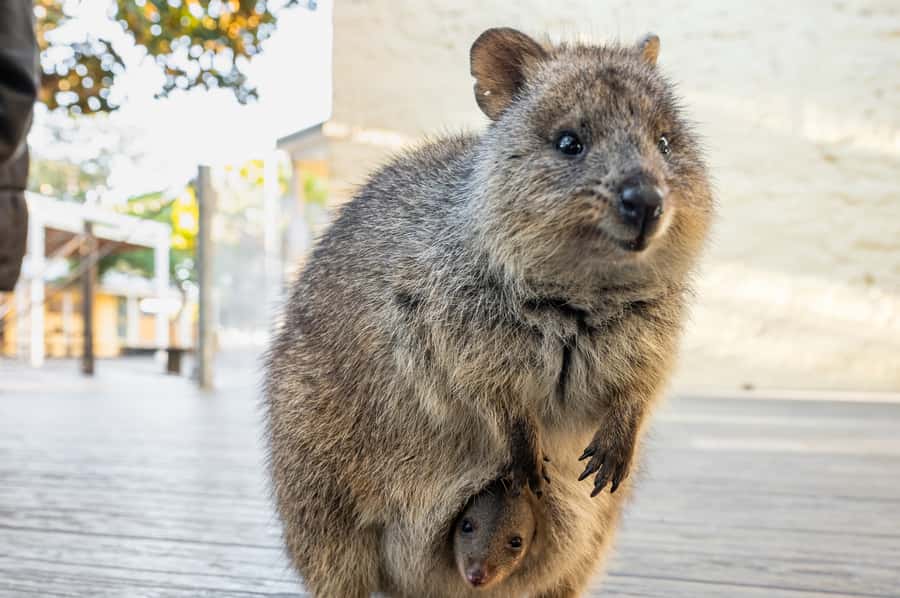 From Perth: Rottnest Island Full-Day Bike and Ferry Trip - How much time you really have