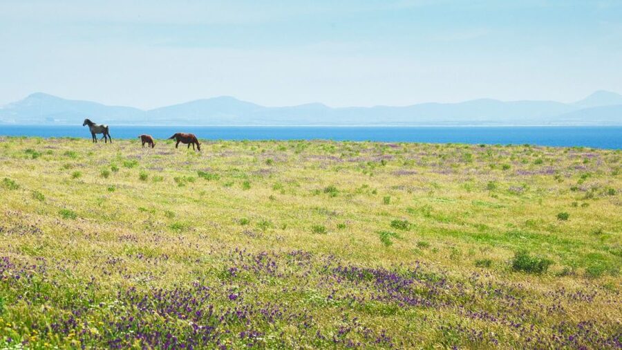 From Porto Torres: E-Bike Rental - Riding through wild nature at your own pace