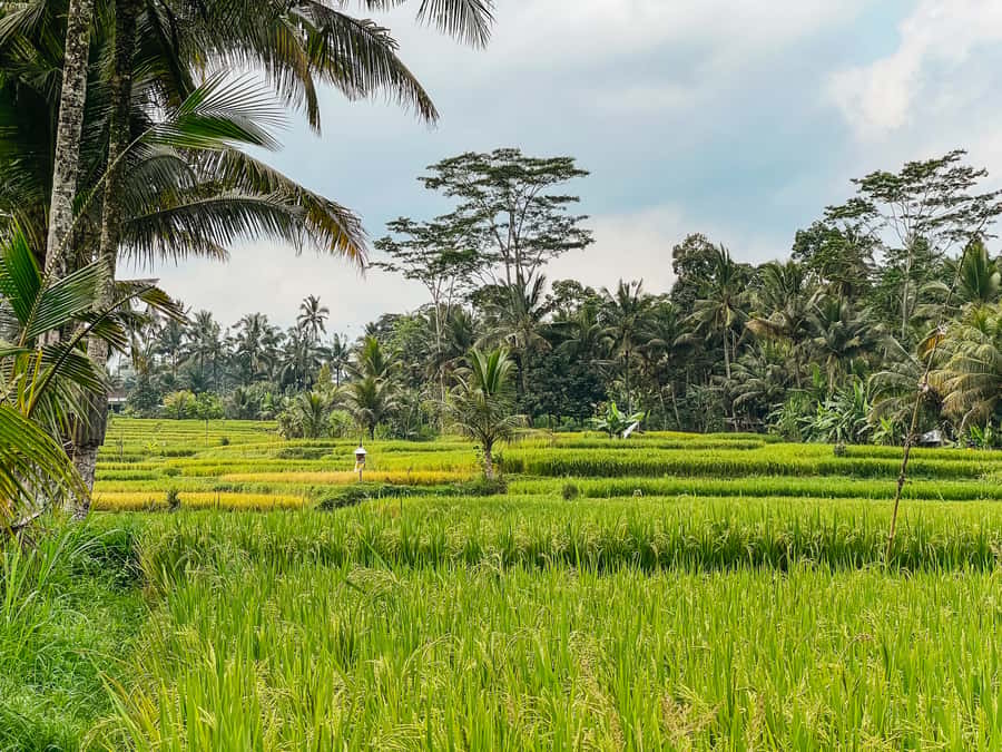 From Ubud: Downhill Bike Tour with Rice Terraces and Meal - Craft Villages, Schools, Temples, and Homes