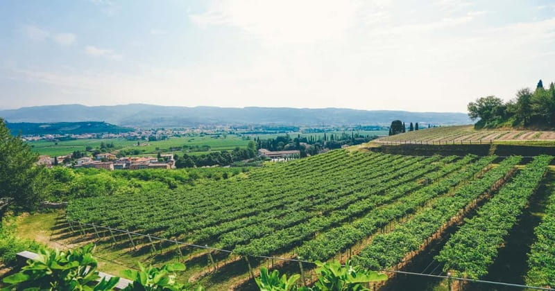 From Verona: Amarone Wine E-Bike Tour with Tasting - Tasting Amarone and other Valpolicella wines
