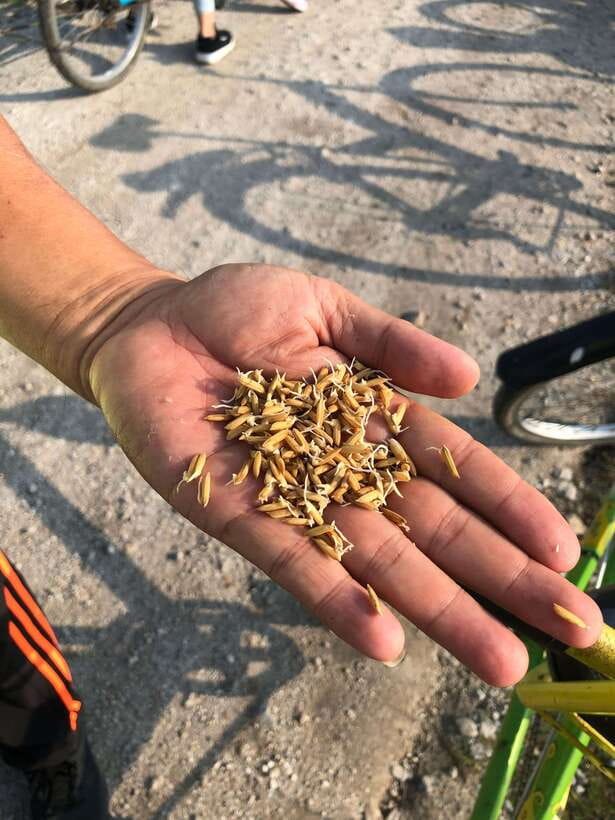 George Town: Balik Pulau Countryside Morning Cycling Tour - Key points before you book