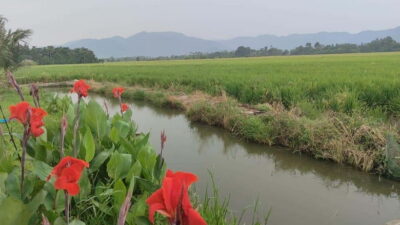 George Town: Balik Pulau Countryside Morning Cycling Tour
