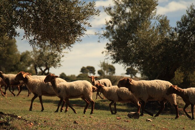 Granada: Nature, Wildlife and Authentic Villages E-bike Tour - Choosing Between the Easy and Technical Tracks