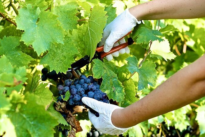 Guided E-Bike Tour with Wine Tasting from Lucca - Tuscan Appetizers With the Wine