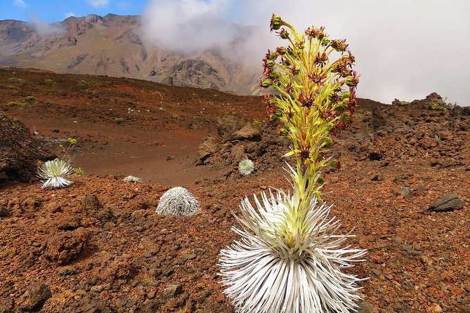 Haleakala Sunrise Best Guided Bike Tour with Bike Maui - Why this Haleakala tour appeals to me