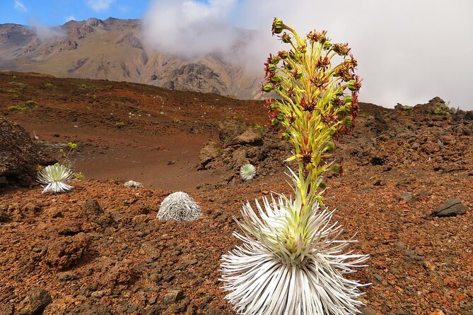 Haleakala Sunrise Best Self-Guided Bike Tour - Two park stops add context after sunrise