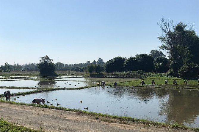 Half-day E-bike Countryside and rice paddies (flat land, GUIDED) - Who should book this countryside ride?