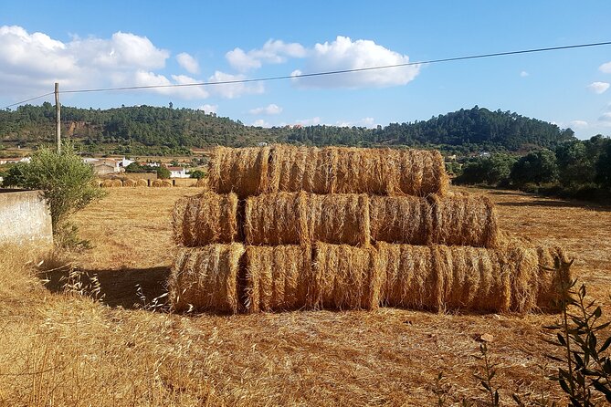Half-Day Small-Group E-Bike Tour of Rural Algarve with Lunch - What the $571 Price Really Buys