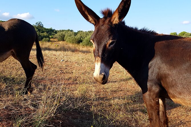 Half-Day Small-Group E-Bike Tour of Rural Algarve with Lunch - Practical Details Before You Book