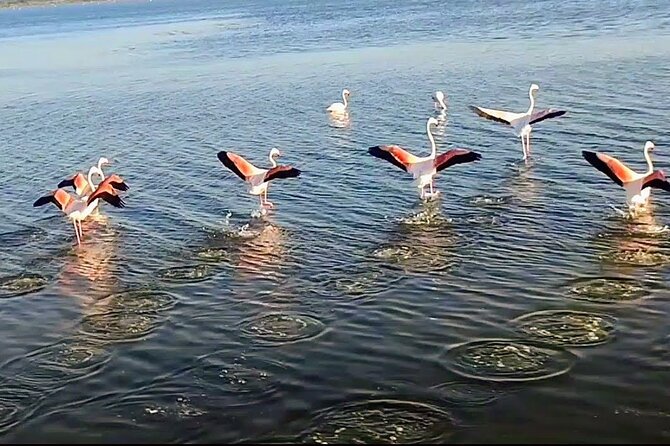 Happy tour camargue an immersion by bike and scooter E - Starting at the Tour Carbonnière