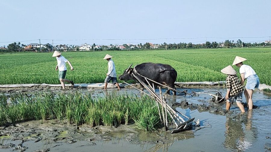 Hoi An: Countryside by Cycling, Buffalo Riding & Do Farming - Paddling through Cam Thanh’s water palm waterways