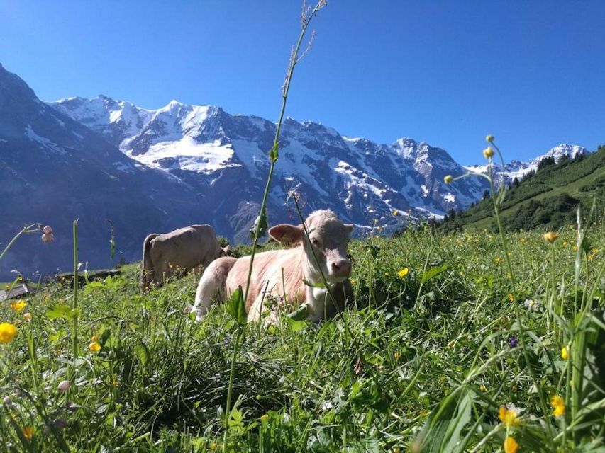 Interlaken: 72 Waterfalls Valley & Lauterbrunnen E-Bike Tour - What the guides add to the experience