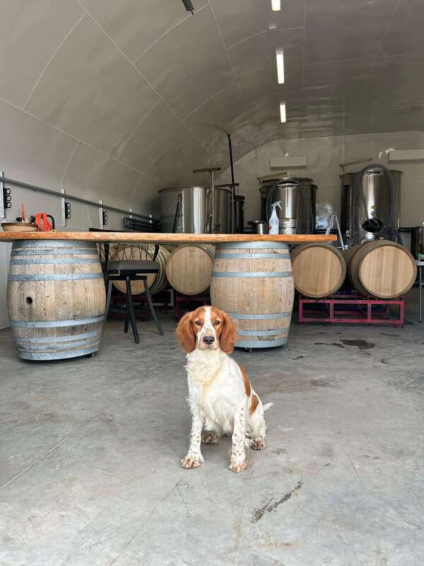Kelowna: Wine Tasting by E-bike, Smartphone Guide & Lunch - SpearHead Winery and the value of variety