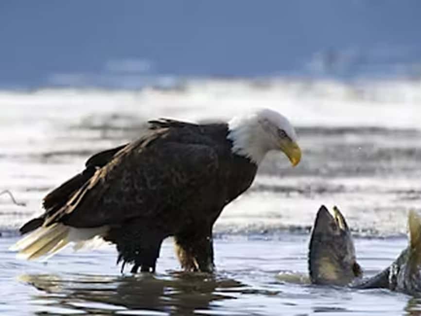 Ketchikan: E-Bike and Hike Tour - Walking beneath Tongass National Forest