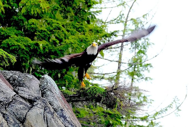Ketchikan Electric Bike and Rain Forest Hike Ecotour - Timing, cancellations, and cruise-day planning