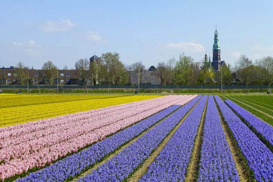 Keukenhof: Flower Fields Small-Group Cultural Bike Tour - Should you book it?