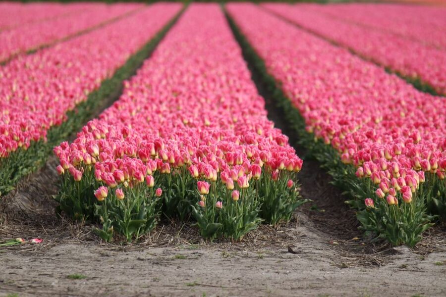 Keukenhof: Flower Fields Small-Group Cultural Bike Tour - What a local grower adds to the experience