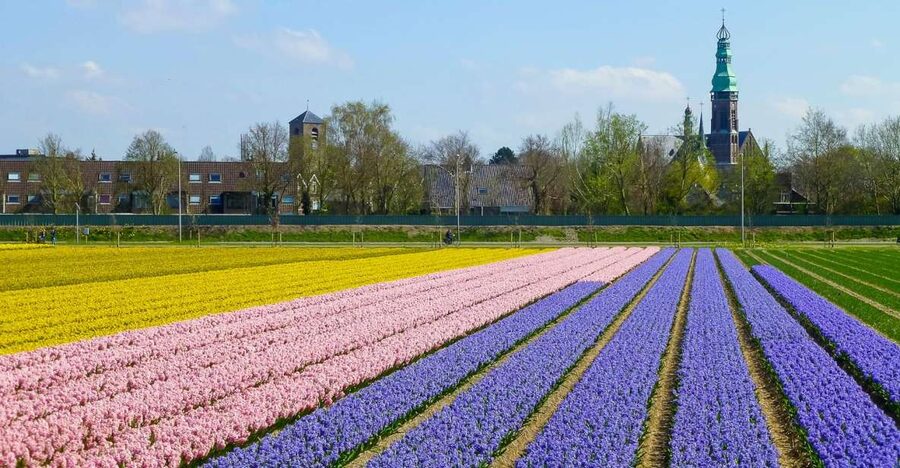 Keukenhof: Flower Fields Small-Group Cultural Bike Tour - Planning the day around Keukenhof