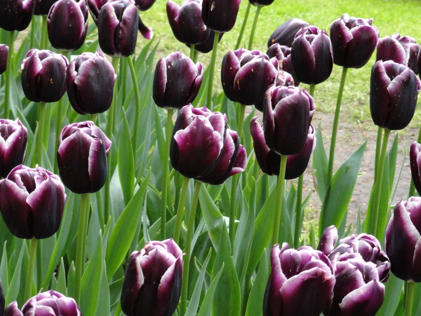 Keukenhof: Flower Fields Small-Group Cultural Bike Tour - Who will enjoy this bike tour most?