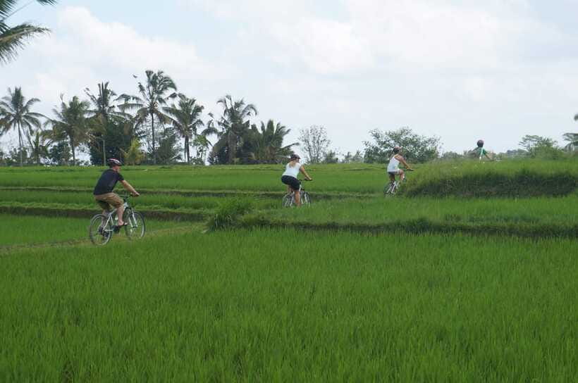 Kuta: Kintamani Culture and Nature Guided Cycling Tour - Lunch at Greenkubu Cafe