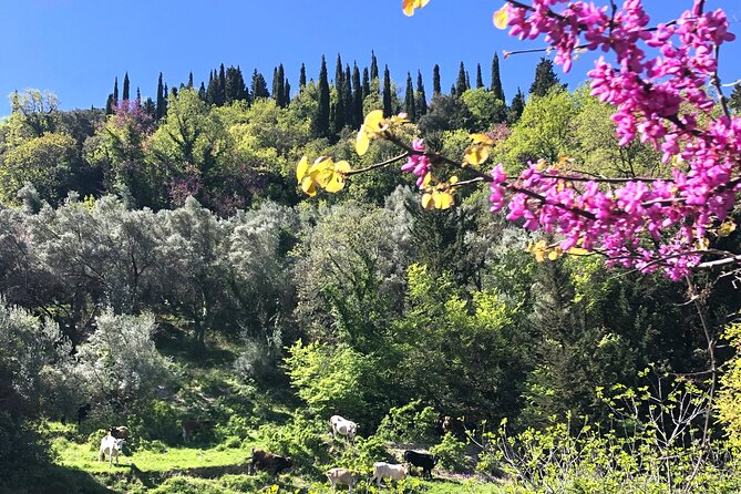 Lefkada: Mountain Gems Electric Fat Bicycle Tour & Tasting - Alexandros and its old olive oil mill