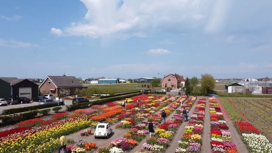 Lisse: Enjoy the Tulip Fields by Bike with a Local Guide! - Practical details before you reserve