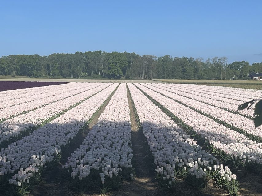 Lisse: Enjoy the Tulip Fields by Bike with a Local Guide! - Starting beside Restaurant Hanami in Lisse