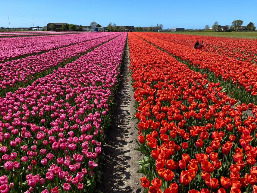 Lisse: Enjoy the Tulip Fields by Bike with a Local Guide! - Kasteel Keukenhof and the return ride