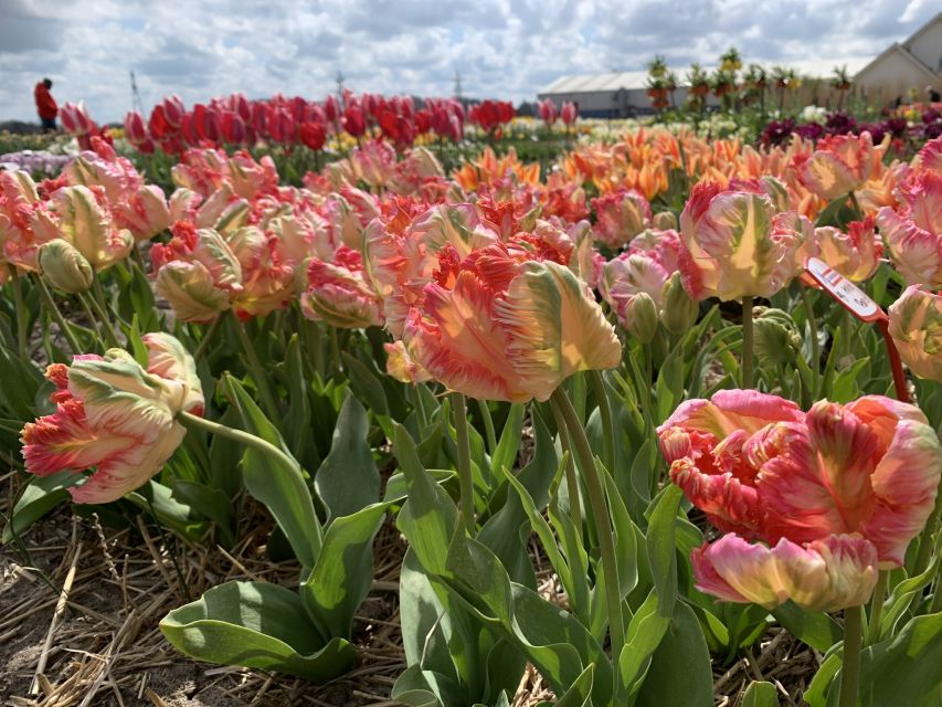 Lisse: Enjoy the Tulip Fields by Bike with a Local Guide! - What the $58 price really includes