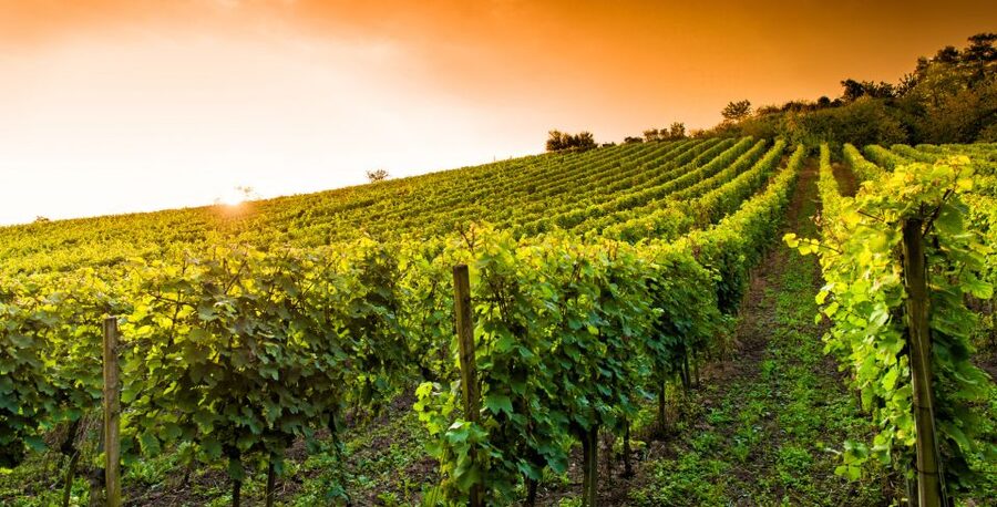 Lucca: Guided E-Bike and Wine Tour - Leaving town for Lucca’s countryside