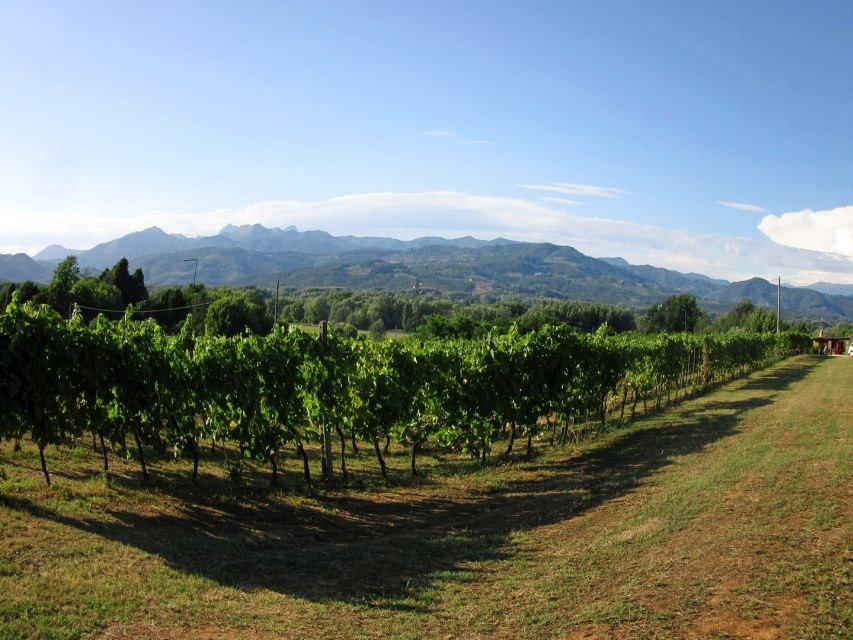 Lucca: Picnic Lunch at a Vineyard by Bike - Choosing between a trekking bike and an e-bike