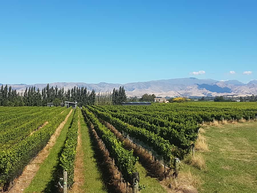 Marlborough: Half Guided and Half Self-Guided Bike Wine Tour - What you get at the three winery stops
