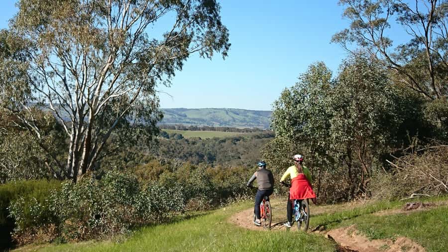 Mclaren Vale Hills Vines and Wines Bike Tour from Adelaide - What the guide and group size add