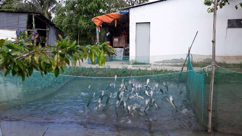 Mekong Day Tour by Car:Cai Be market, Local Island & Cycling - Coconut candy and the honey farm