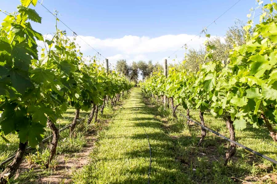 Mendoza: Winebike Tasting Tour with Optional Lunch - La Melessca and the best non-wine tasting of the day
