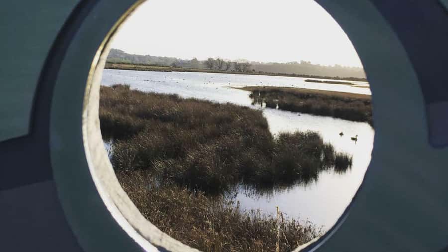 Napier: Art Deco Bike Ride and Wineries Loop - The Ahuriri Estuary and its native birds