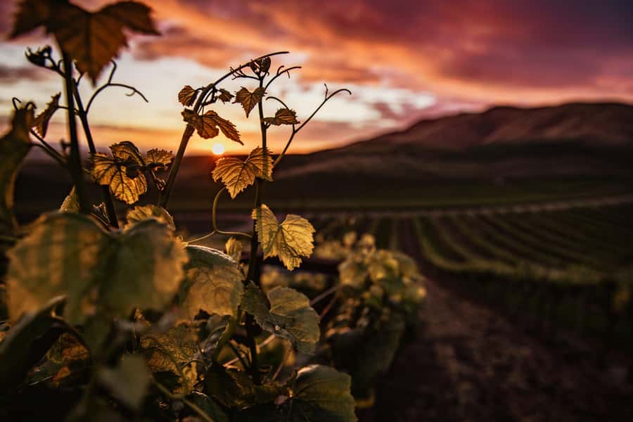 Napier: Art Deco Bike Ride and Wineries Loop - Is $68 good value for six hours?