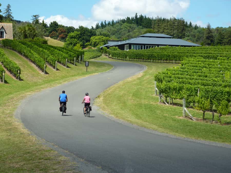 Napier: Cape Coast Winery Tour on E-Bikes - Clearview Estate and Elephant Hill: The Coastal Wine Stops