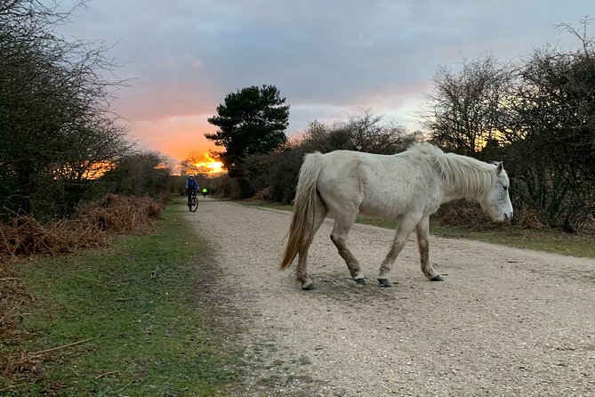 New Forest Sunset Bike Rides - Starting at Cyclexperience in Brockenhurst