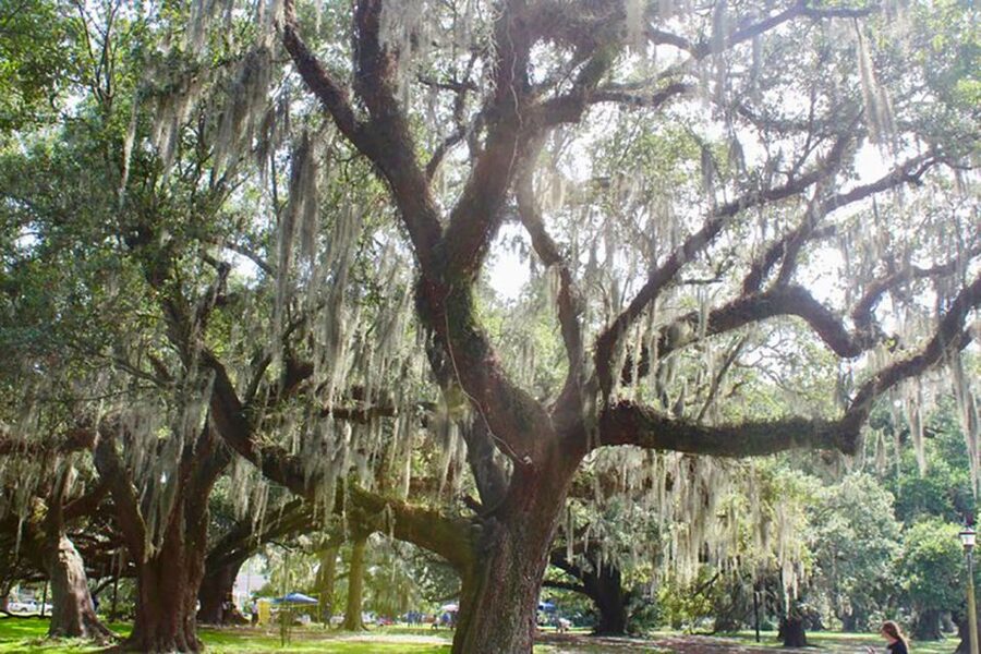 New Orleans: Scenic City Bike Tour - Starting in the French Quarter on North Rampart Street