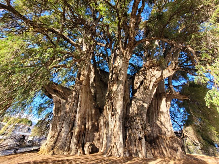 Oaxaca: Guided Bike Tour to the Largest Tree in the World - Why ride to Santa María del Tule?