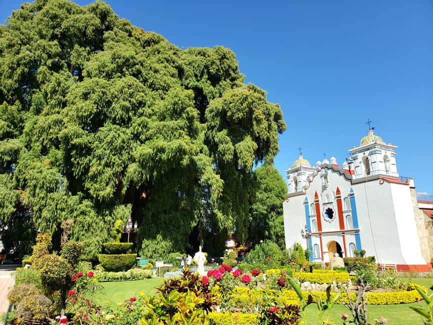 Oaxaca: Guided Bike Tour to the Largest Tree in the World - A one-hour pause at Mercado El Tule